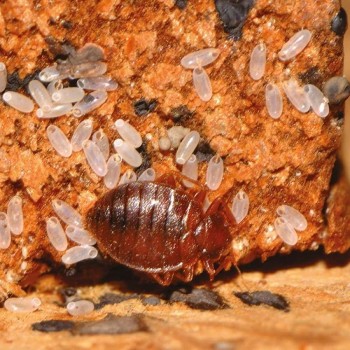 VAPORETA POLTI CIMEX ERADICATOR